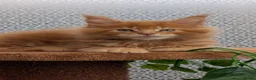 Maine Coon cats for sale: Adorable Maine coon kittens  - Advert 31