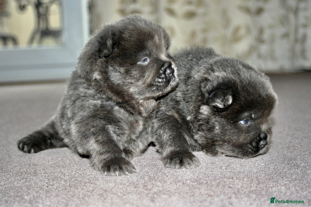 Chow Chow dogs for sale: Chow chow puppies ready to go 20th jan - Advert 15