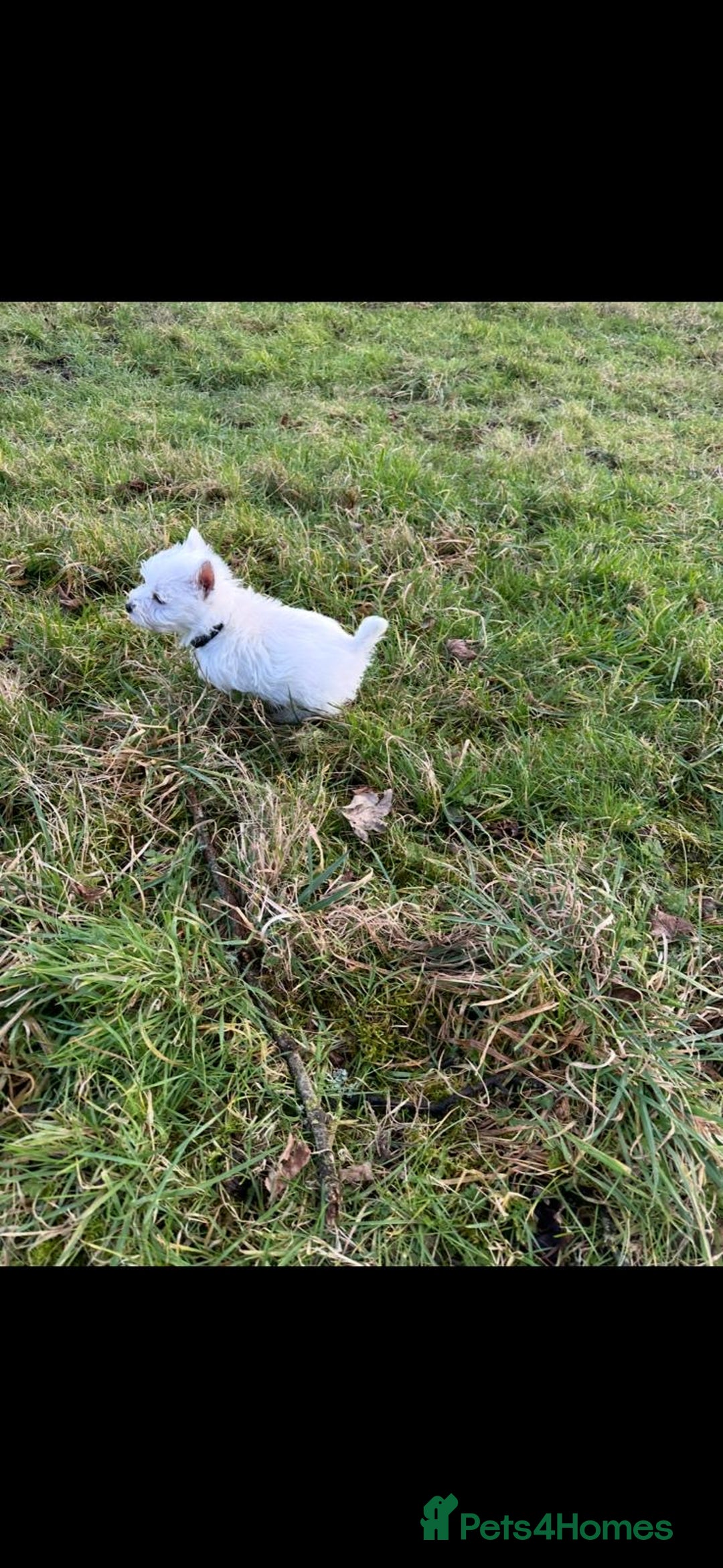 West Highland Terrier dogs for sale: West Highland Terrier Pups - Advert 1