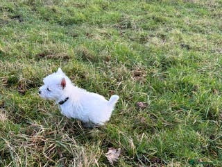 West Highland Terrier dogs West Highland Terrier Pups - Advert 1