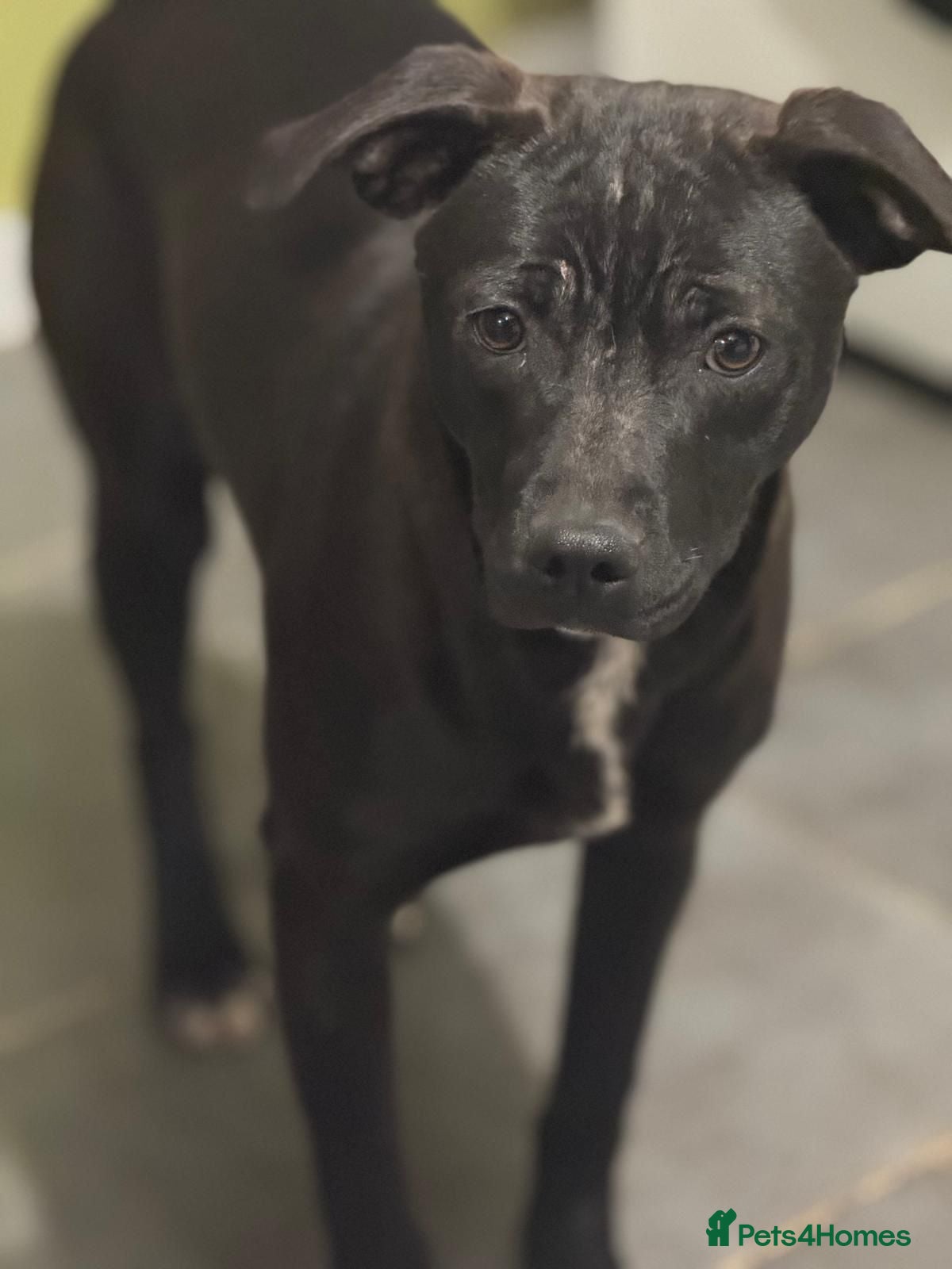 Mixed Breed dogs Lovely Letti looking for love - Advert 1