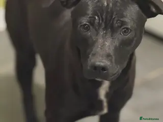 Mixed Breed dogs Lovely Letti looking for love - Advert 17