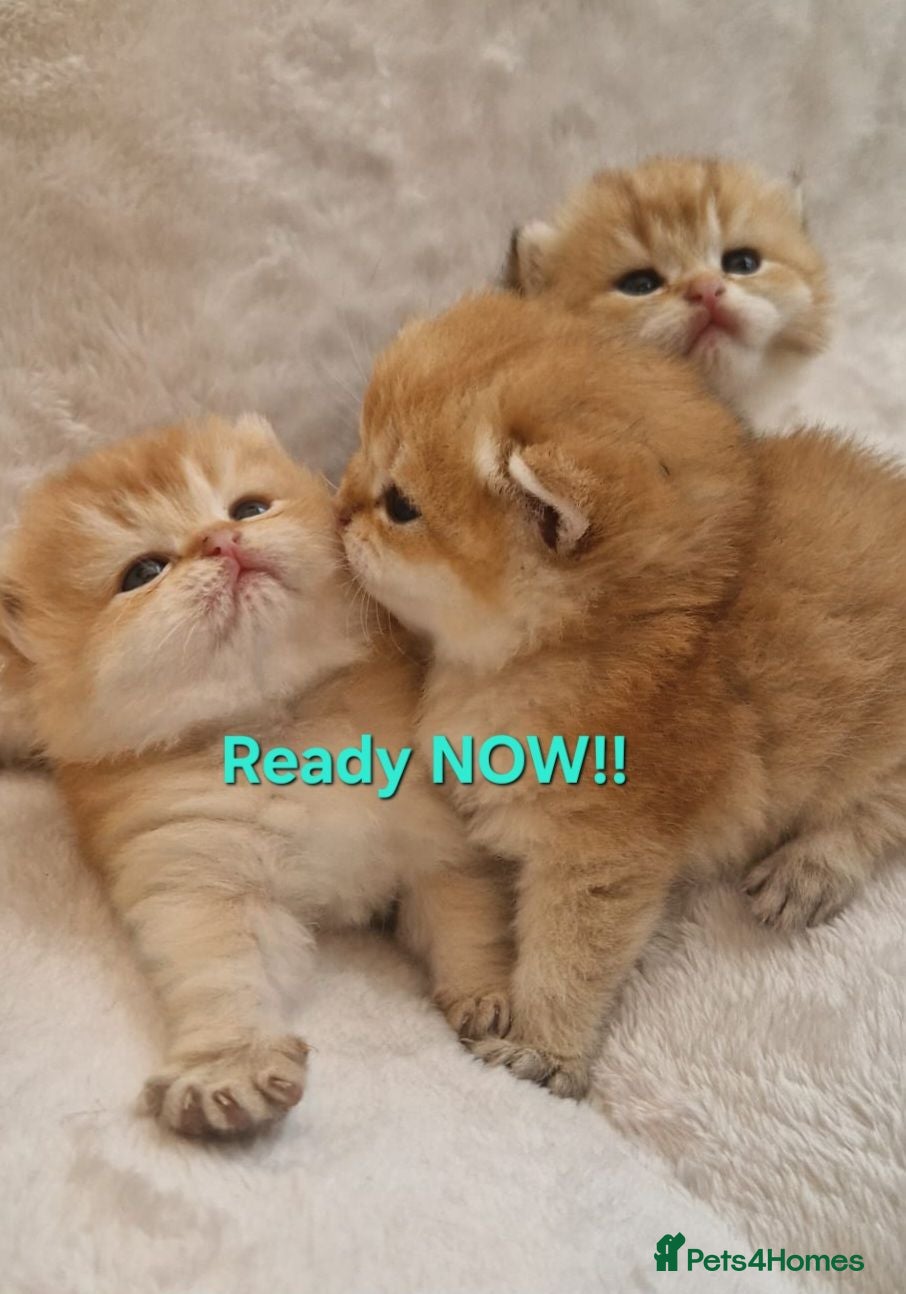 British Shorthair cats British Shorthair Golden Chinchilla Kittens - Advert 1
