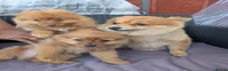 Pomeranian dogs for sale: 2 LEFT!! Purebred Cute fluffy Pomeranian Puppies! in Croydon - Advert 3