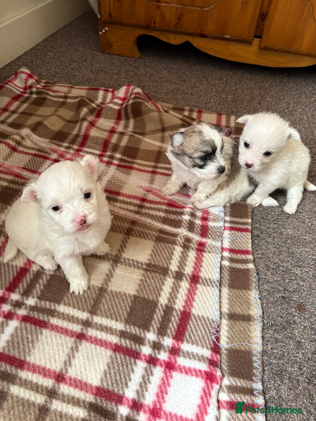 Mixed Breed dogs for sale: Pomeranian × Poodle × Chihuahua Puppies  - Image 8