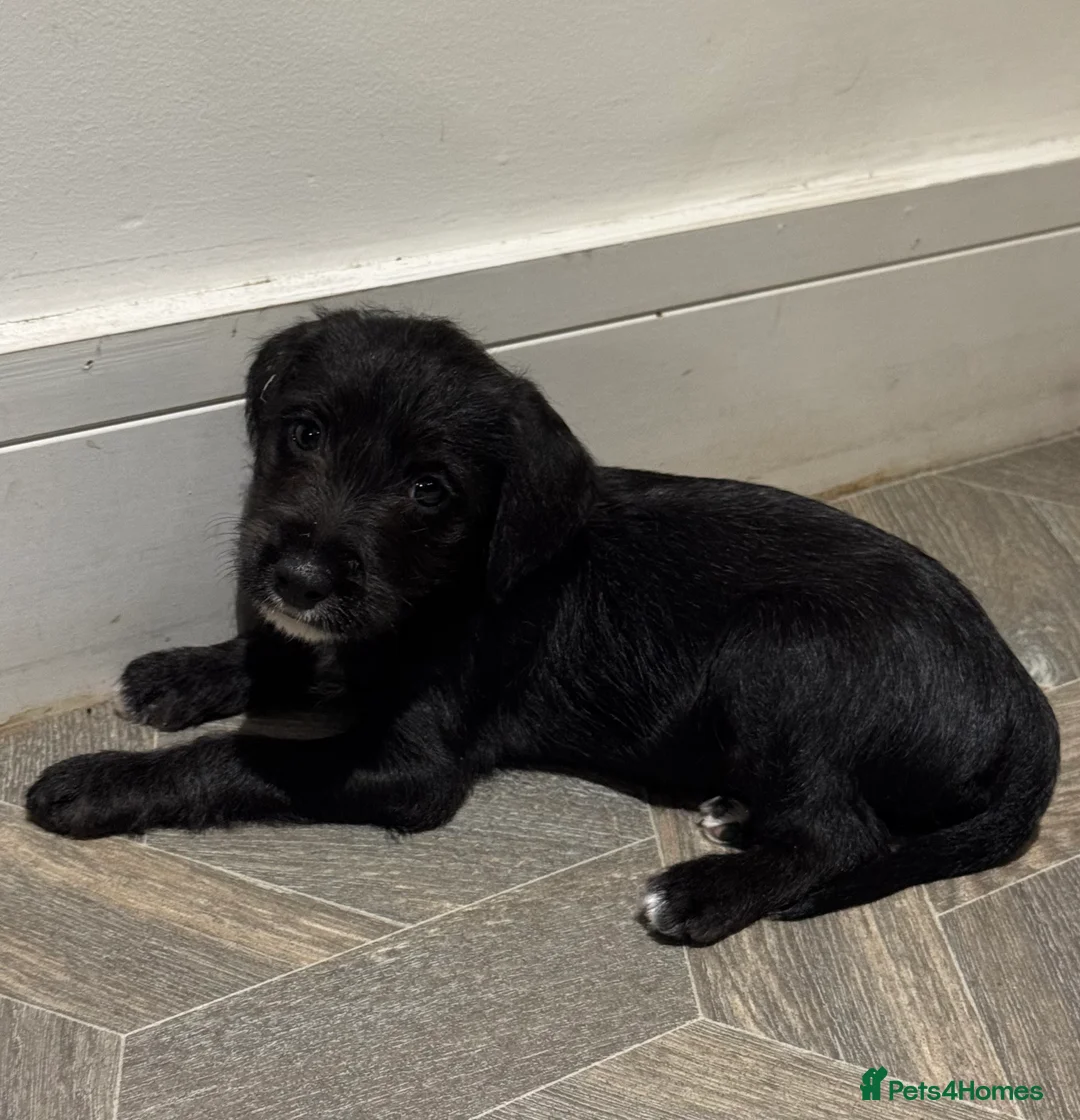 Bedlington Terrier dogs for sale: F1 bedlington whippet puppies available  - Advert 14