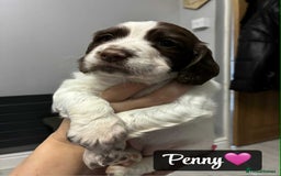 Sprocker dogs for sale: Stunning Sprocker puppies available  - Image 5