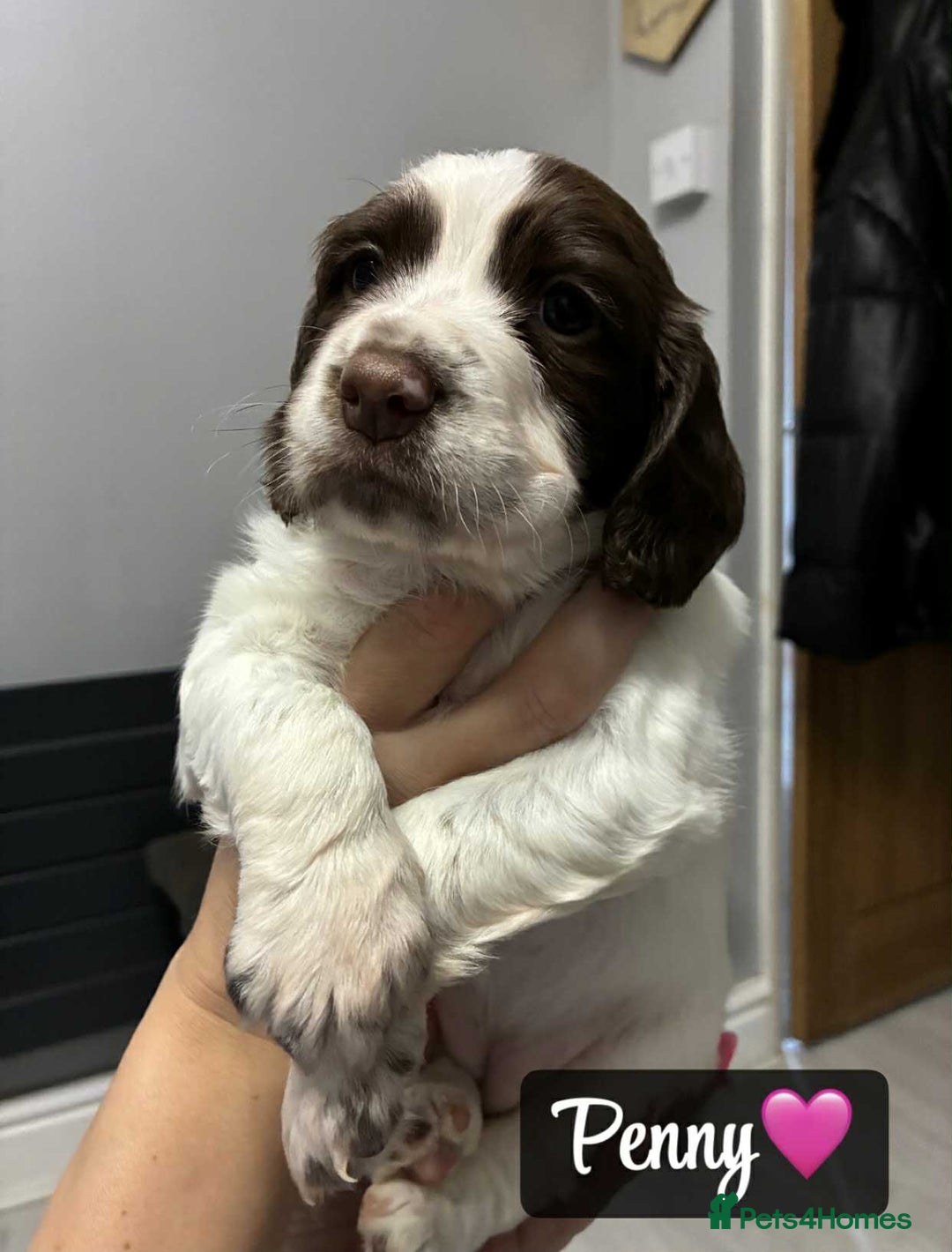 Sprocker dogs for sale: Stunning Sprocker puppies available  - Image 5