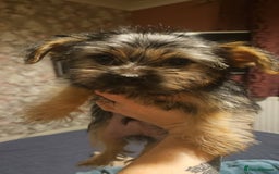Yorkshire Terrier dogs for sale: Mini Yorkshire terrier  - Image 11