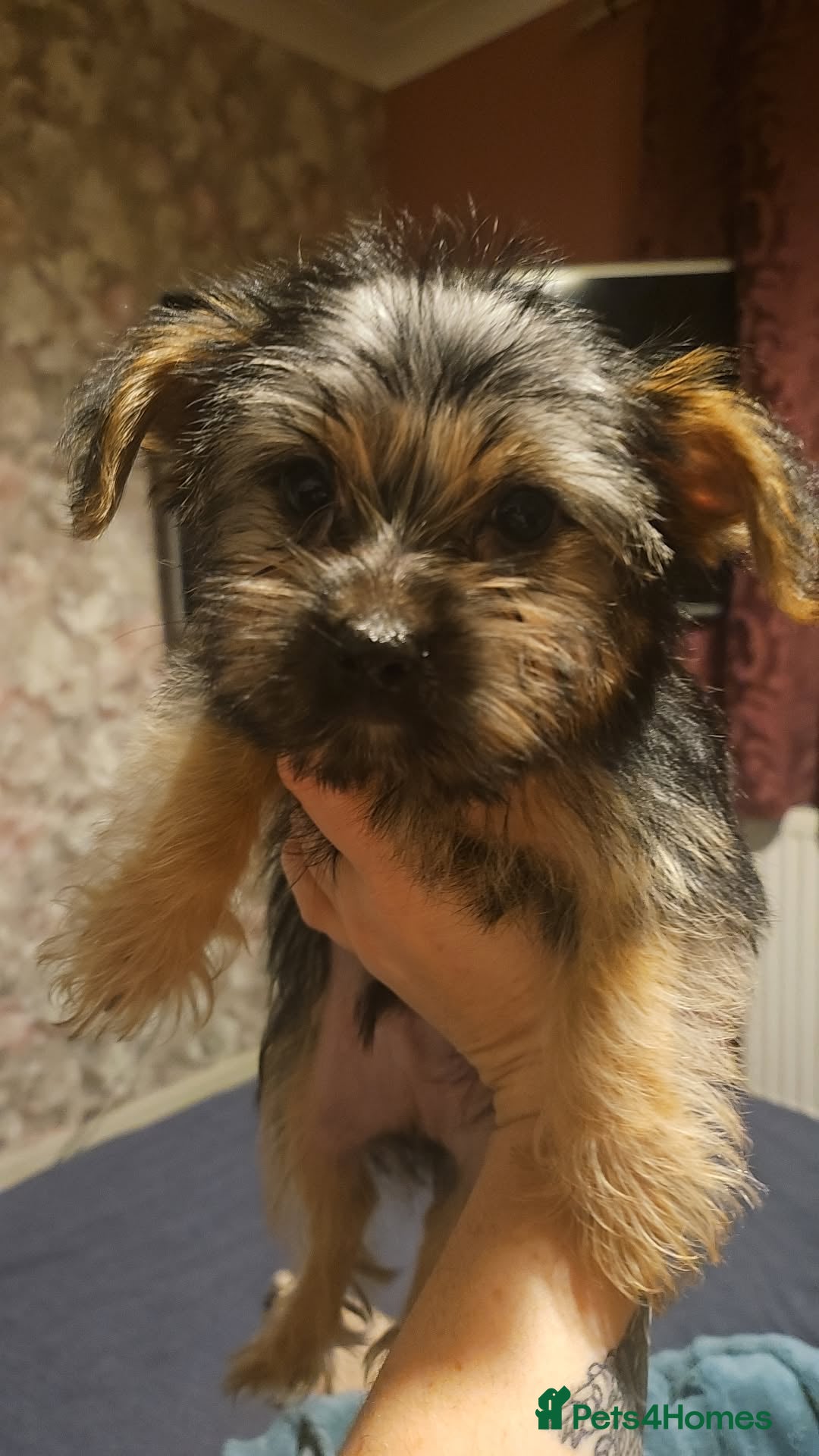Yorkshire Terrier dogs for sale: Mini Yorkshire terrier  - Image 11