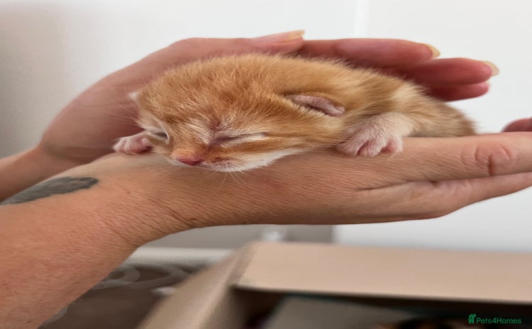 Domestic Shorthair cats - Advert 2