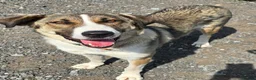 Mixed Breed dogs for adoption: Beautiful Big Girl Blanca  - Advert 10