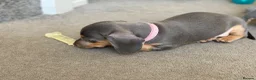 Dachshund dogs for sale: Beautiful miniature dachshund puppy’s  in Newport - Advert 11