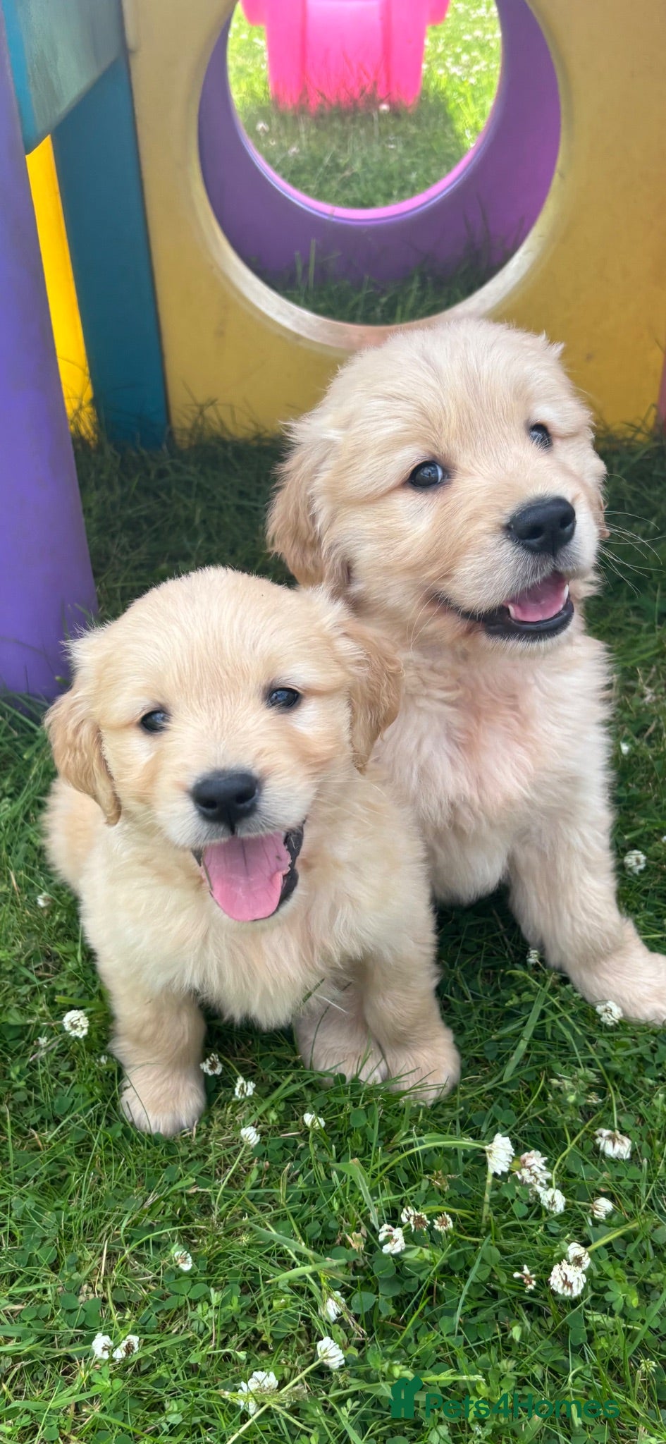 Golden Retriever dogs Beautiful KC Golden Retriever Puppies - Advert 2