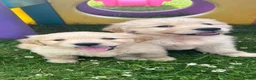 Golden Retriever dogs for sale: Beautiful KC Golden Retriever Puppies - Advert 7