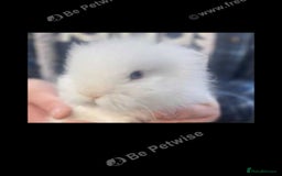 Lionhead rabbits for sale: Beautiful Lionhead babies  - Advert 1