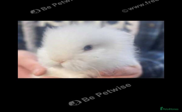 Lionhead rabbits Beautiful Lionhead babies  - Advert 2