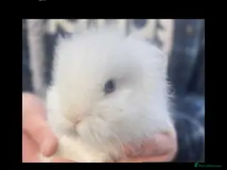Lionhead rabbits Beautiful Lionhead babies - Advert 1