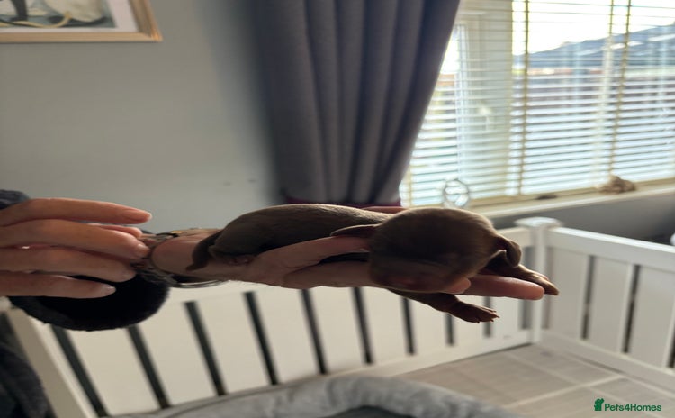 Dachshund dogs - Advert 14