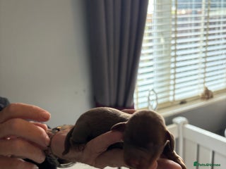 Miniature Dachshund dogs - Advert 1