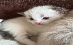 Ragdoll cats for sale: Gorgeous ragdoll kittens - Image 8