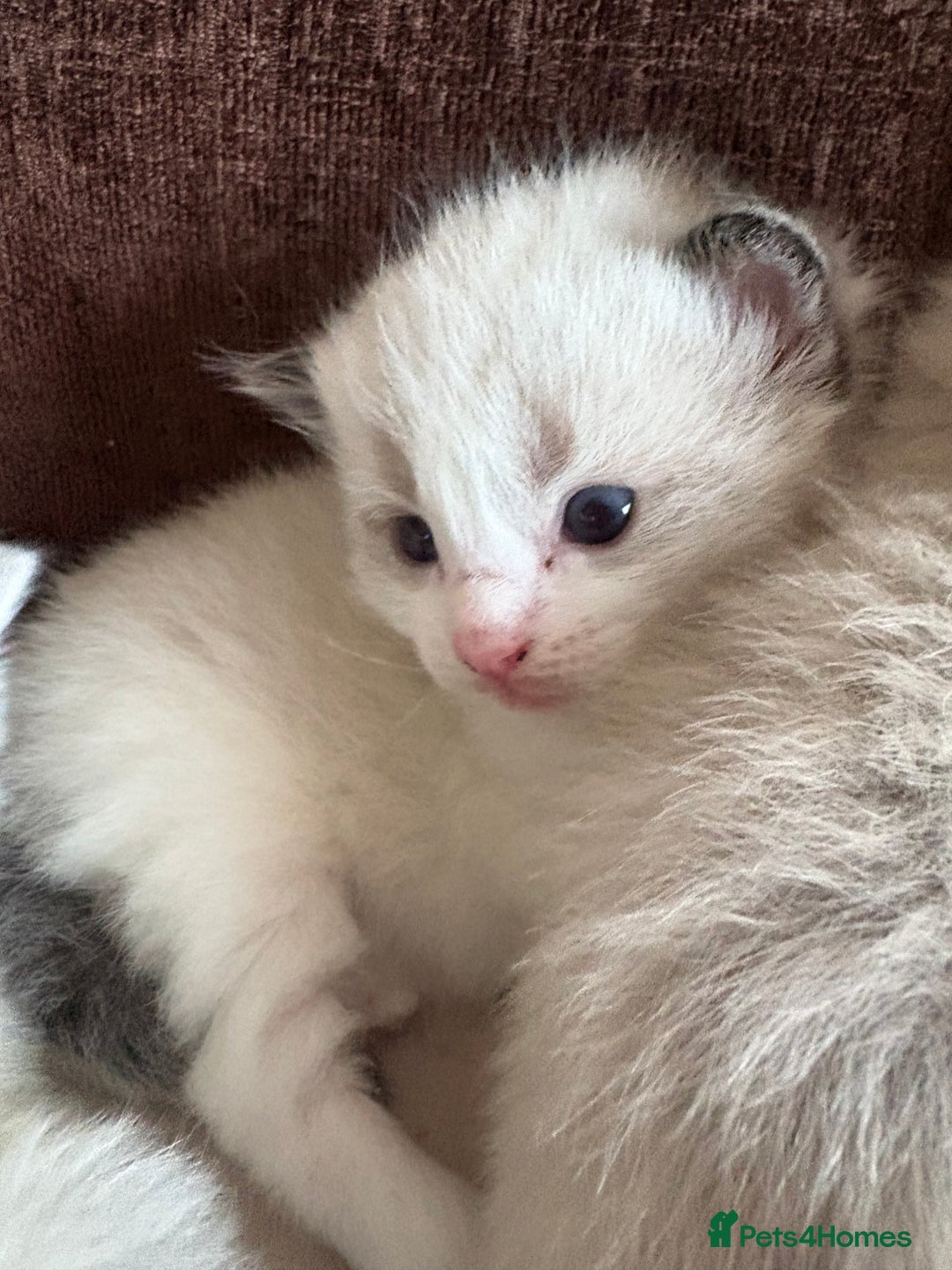 Ragdoll cats for sale: Gorgeous ragdoll kittens - Image 8