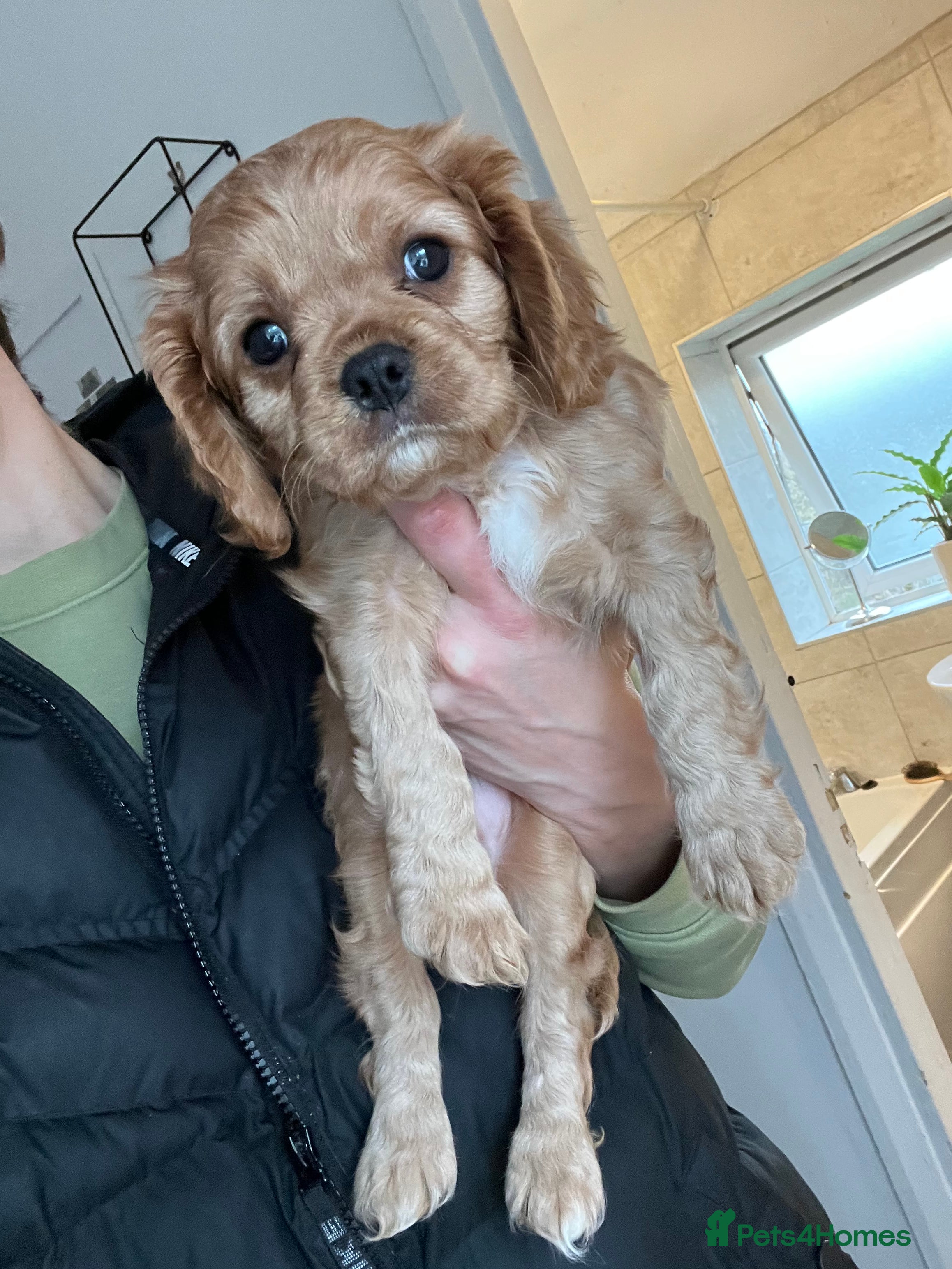 Cavalier King Charles Spaniel dogs *last boy available* 5 beautiful Cavalier puppies - Advert 7