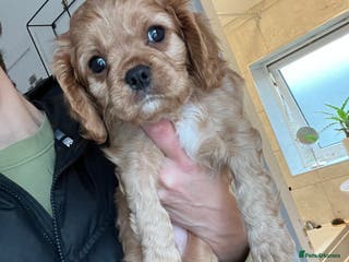 Cavalier King Charles Spaniel dogs *last boy available* 5 beautiful Cavalier puppies - Advert 7