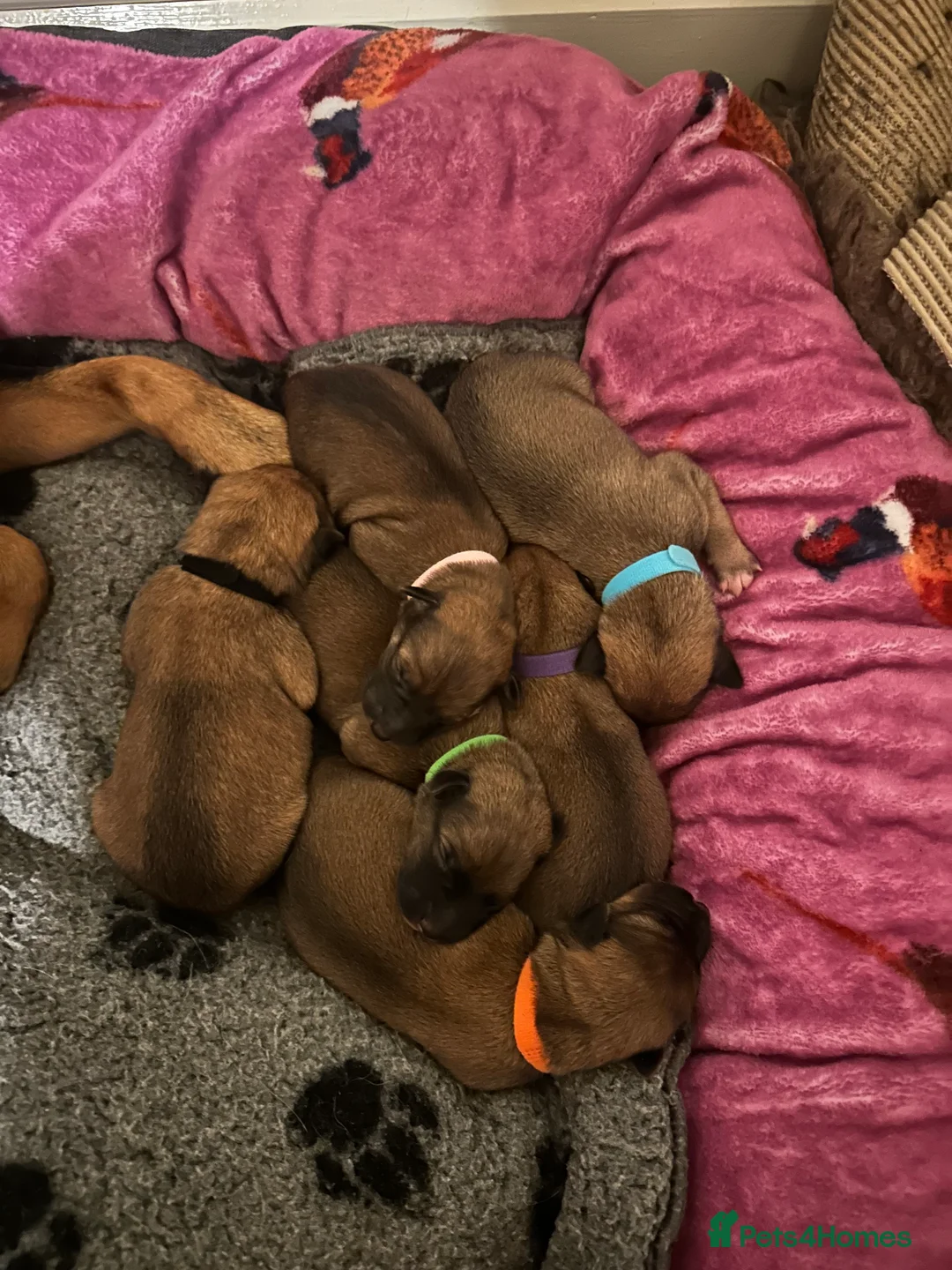 Mixed Breed dogs for sale: Australian Kelpie x Whippet - Advert 6