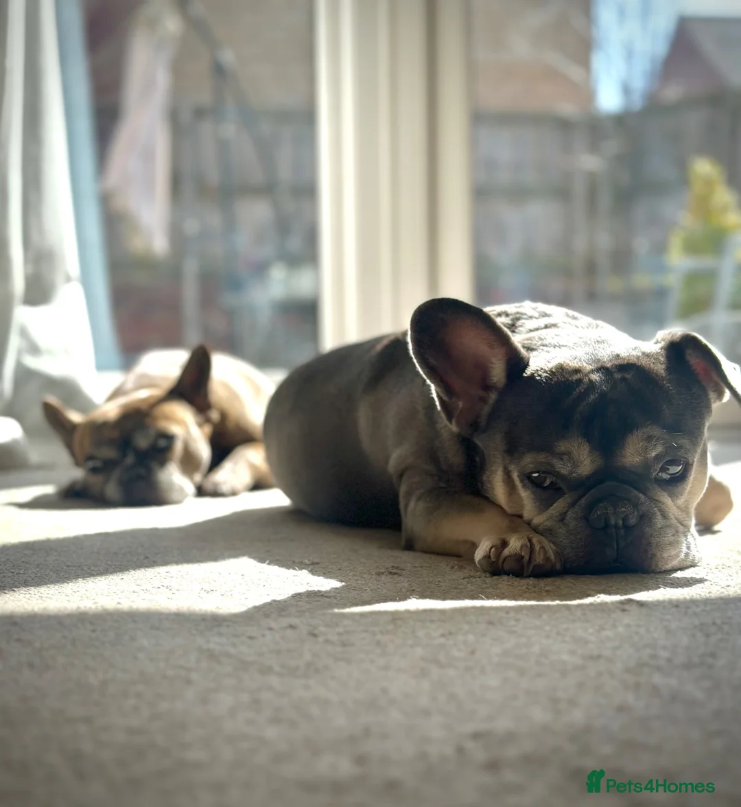 French Bulldog dogs for sale: 2 x French Bulldogs (Boy 7 & Girl 10) - Advert 7
