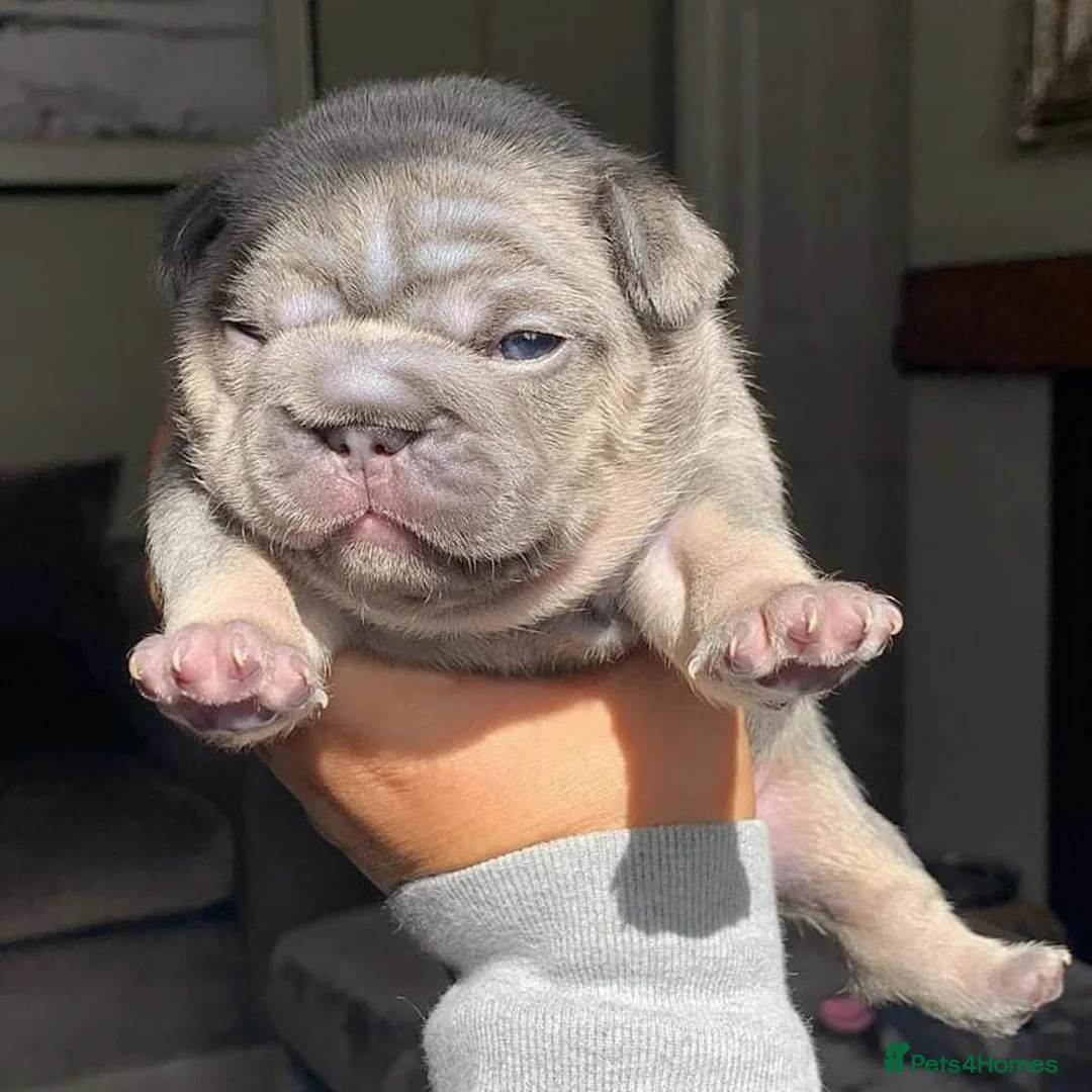 French Bulldog dogs for stud: Mayan, Rfg, bva, Silver health tested Lilac tan in Sheffield - Advert 28