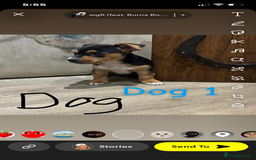 Jack Russell dogs for sale: Beautiful jack russel 👀🏡💙🩷 - Image 5