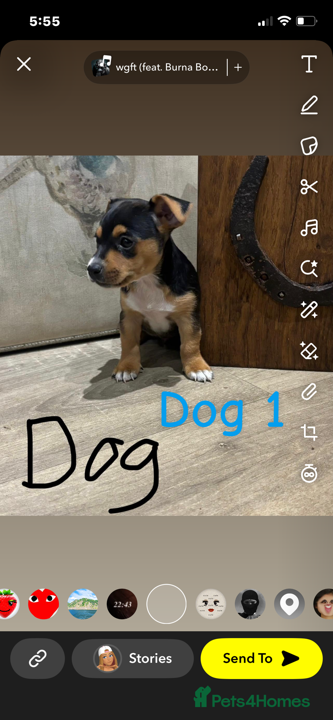 Jack Russell dogs for sale: Beautiful jack russel 👀🏡💙🩷 - Image 5