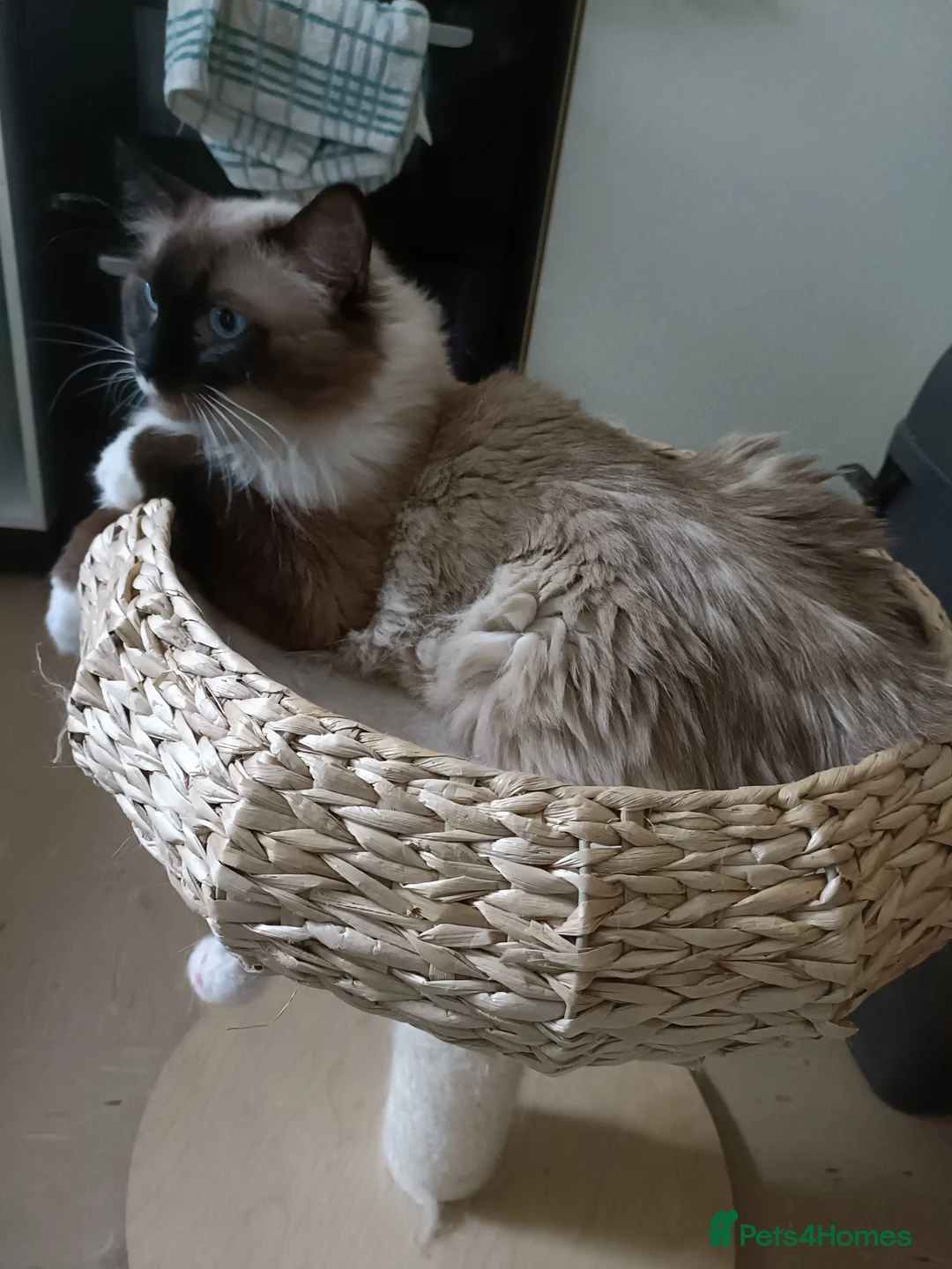 Ragdoll cats for stud: Beautiful Ragdoll male in Telford - Advert 3