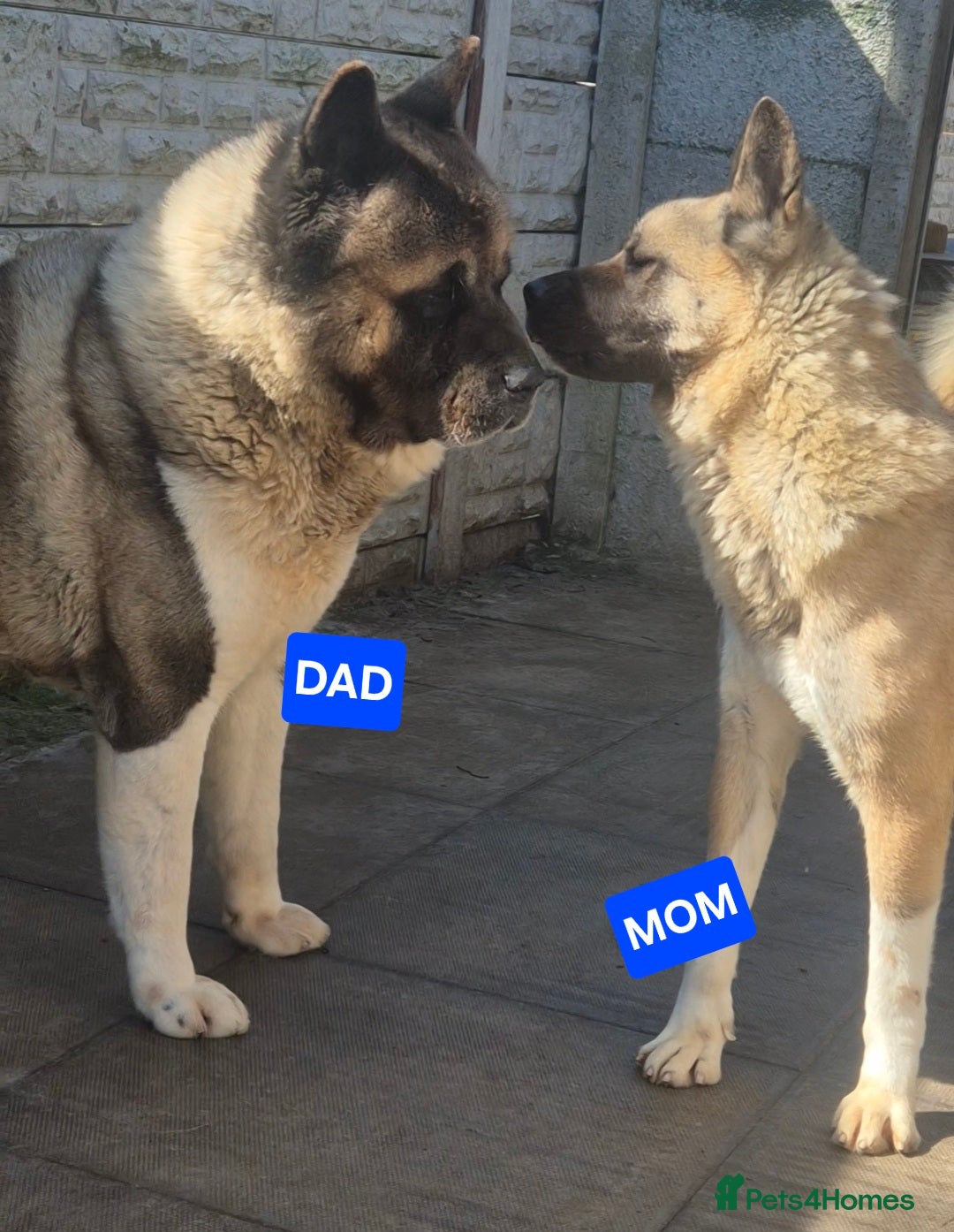 Akita dogs AMERICAN AKITA FEMALE (LAST ONE) - Advert 1