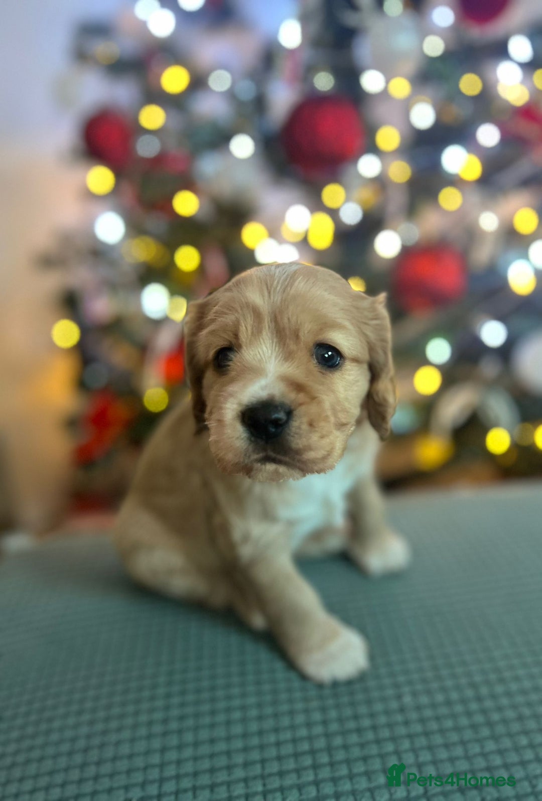 Mixed Breed dogs for sale: Cavapoo girl Ready for forever home - Advert 33