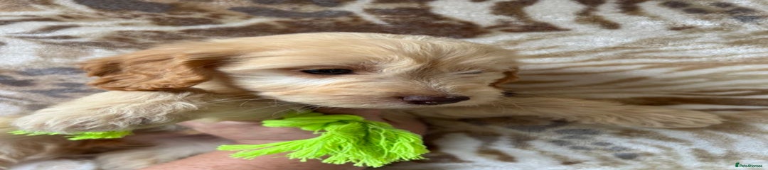 Cockapoo Puppy 5
