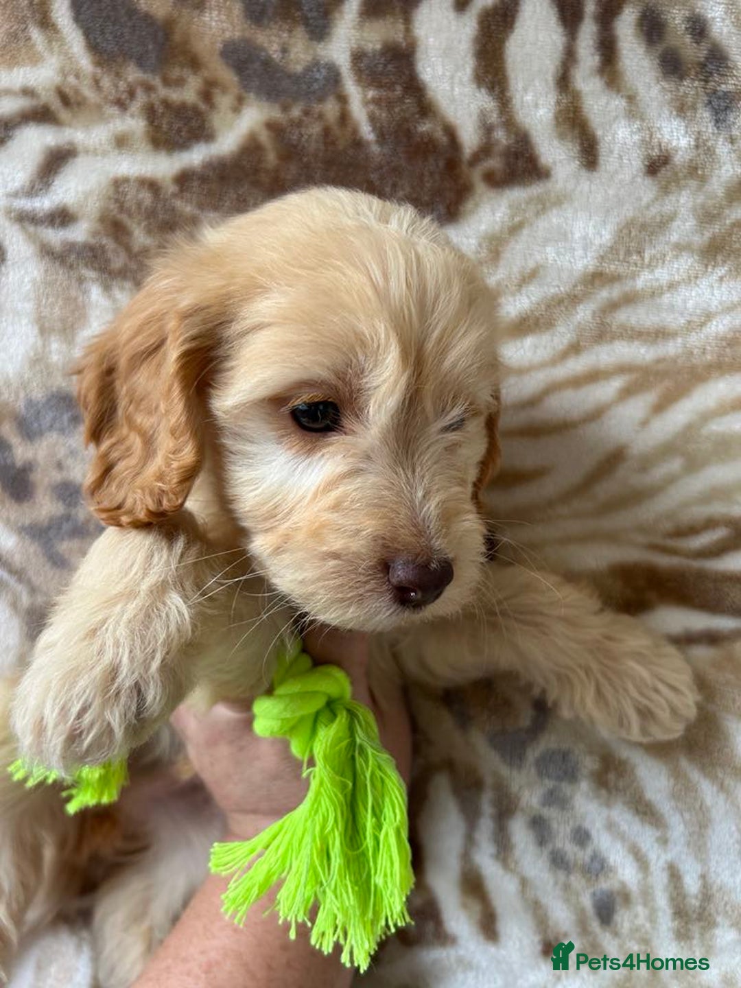 Cockapoo dogs for sale: Ready now !!! Apricot cockerpoos - Image 5
