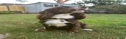 Cocker Spaniel dogs for sale: Working cocker spaniel  - Advert 2