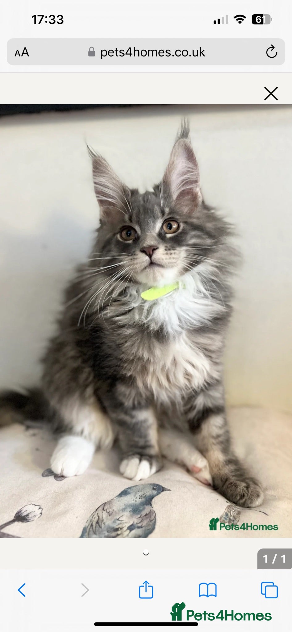 Maine Coon cats Beautiful Maine coon kittens 🐱  - Advert 1