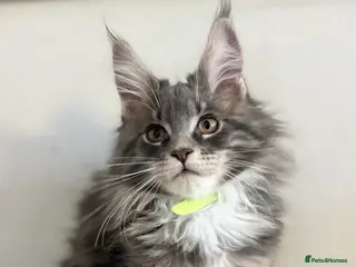 Maine Coon cats Beautiful Maine coon kittens 🐱 - Advert 1