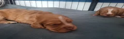 Cocker Spaniel dogs for sale: Cocker spaniel puppies - Advert 5