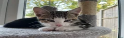 Mixed Breed cats for sale: Adorable and playful mixed-breed kittens for sale - Advert 14