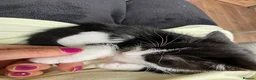 Mixed Breed cats for sale: 4 adorable farm rescues looking for loving homes in Glasgow - Advert 3
