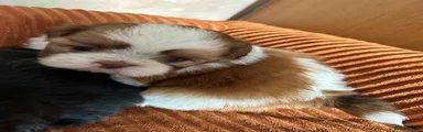 Shih Tzu 3