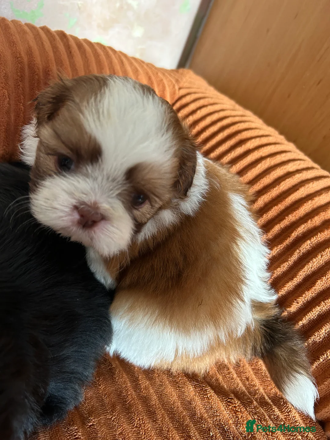 Shih Tzu dogs for sale: Beautiful Shih Tzu Puppies Ready 23rd October - Advert 2