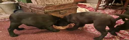Labrador Retriever dogs for sale: Chunky well grown black Labrador puppies. KC, DNA. - Advert 15