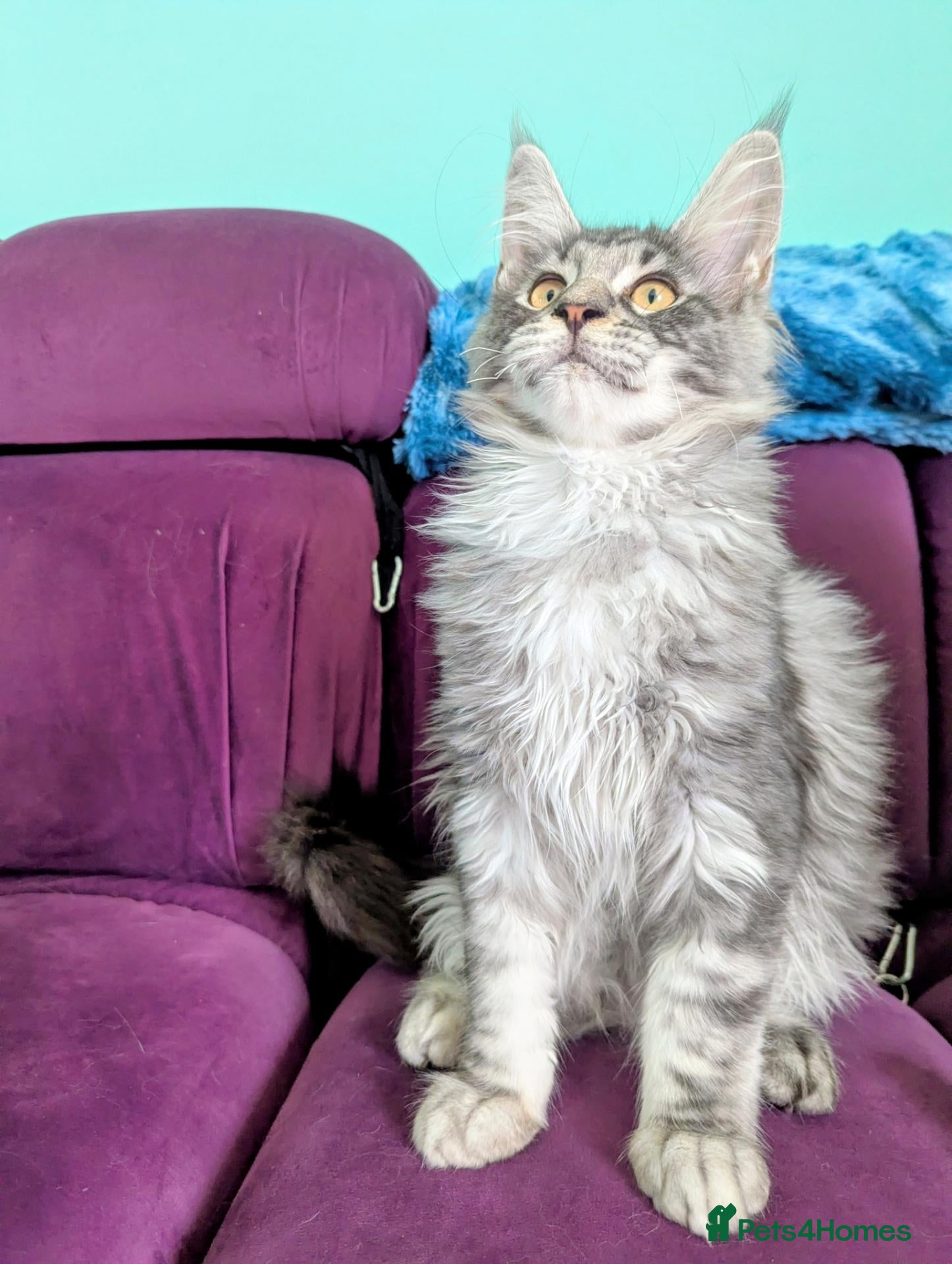 Maine Coon cats Pedigreed Maine Coon kittens - Advert 2