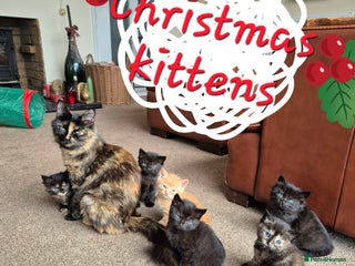 Mixed Breed cats 😺 VERY FRIENDLY KITTENS 😺 - Advert 1