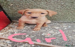 Labrador Retriever dogs for sale: Labrador Fox Red - Image 27